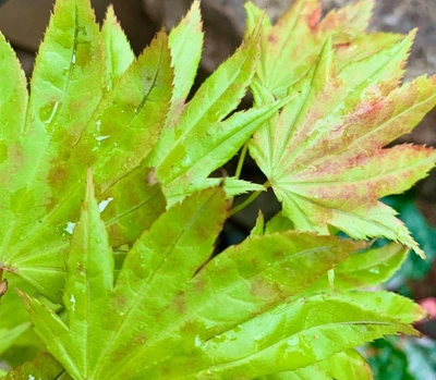 Японский клен (Japanese maple) Moonrise Multi Colour на штамбе, 90-110 см, объем горшка 3л (RG004)