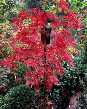 Японський клен Japanese maple, acer palmatum Garnet, 1.2-1,5м, 30 горщик