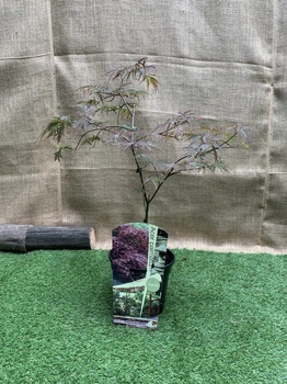 Японский клен Japanese maple, acer palmatum Garnet, 60-80см, объем горшка 3л