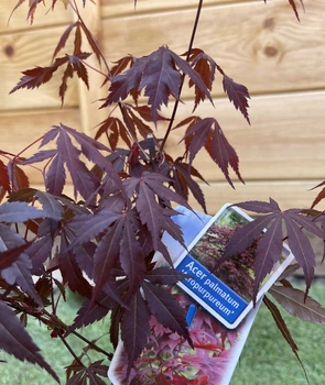 Японский клен (Japanese maple) Atropurpureum, 70-90 см, объем горшка 3л (RG001)