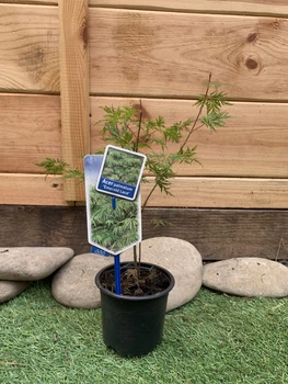 Японський клен Acer Palmatum Emerald Lace, висота 30 см, об'єм горщику 0,7л