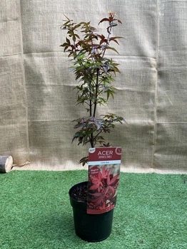 Японский клен Japanese maple, acer palmatum Little Red, 70-90см, горщик 34"