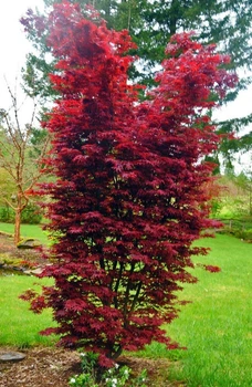 Японский клен Japanese maple, acer palmatum Twombly's Red Sentinel, 70-90см, объем горшка 3,5л