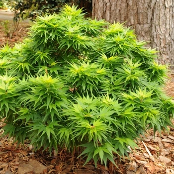 Японский клен Japanese maple, acer palmatum Mikawa-yatsubusa, 30-40см, объем горшка 3л