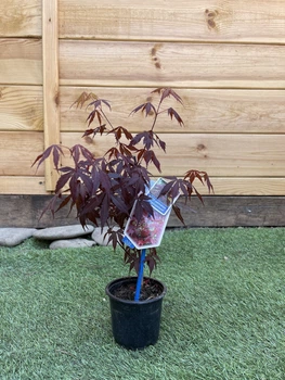 Японский клен (Japanese maple) Atropurpureum, 30-40см, объем горшка 0,8л (RG002)