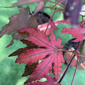 Японский клен (Japanese maple) Amagi Shigure, 60-70см, объем горшка 3л (RG031)