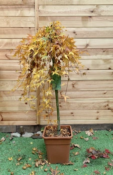 Японский клен Japanese maple, acer palmatum Ryusen Green Carpet, 1,5м, объем горшка 20л