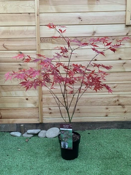 Японський клен (Japanese maple, acer palmatum) Sumi nagashi, висота 70-80см, об`єм горщику 4л