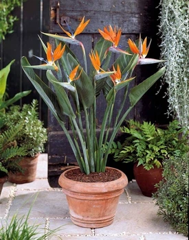 Стреліція Королівська Strelitzia reginaee (Райська пташка), цвітіння на фото - декор, Ø12 см. H 35-50 см.