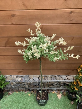 Бересклет Форчуна Арлекін на штамбі Euonymus Fortunei Harlequin, висота 100см, об'єм горщику 4л (RG231)