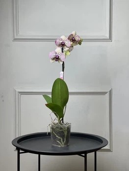 Орхидея фаленопсис (Phalaenopsis) Scenza сорт Cleopatra 60 см разноцветная