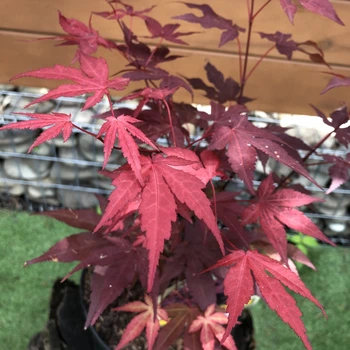 Японский клен (Japanese maple) Atropurpureum, 50-70см, объем горшка 0,8л (RG002-1)