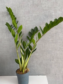 Замиокулькас (долларовое дерево) h 65 cm