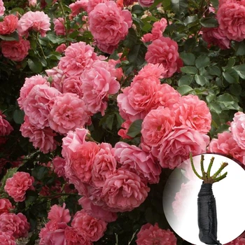 Троянда Rosarium Uetersen (Розаріум Ютерзен)