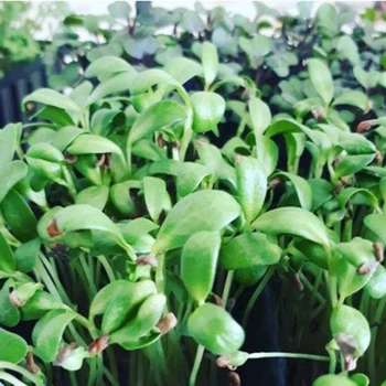 Насіння мікрозелені Agrocity Грибна трава (пажитник) 10 г