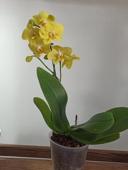 13 желтых орхидей в коробке