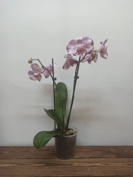 Орхидея фаленопсис Алмазное Небо phalaenopsis Diamond Sky