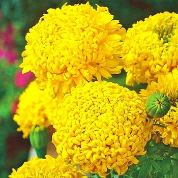 Чорнобривці Фантастік Голд Жовтий Насіння Florium (726653)