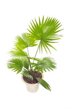 Пальма Ливистона / Livistona Palm 80-90 см