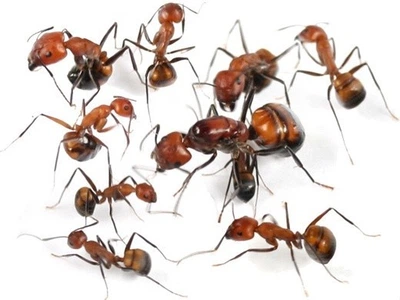 Колония экзотических муравьев Camponotus Nicobarensis