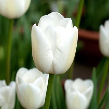 Тюльпан White Marvel цибулина Matla Flowers