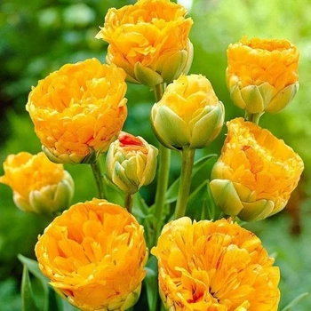 Тюльпан Double Beauty of Apeldoorn махровий+багатоквітковий цибулина (1 шт.)