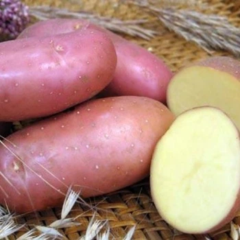 Семенной ранний картофель "Ред Соня" (1 репродукция, для запекания) 1кг LeGarden