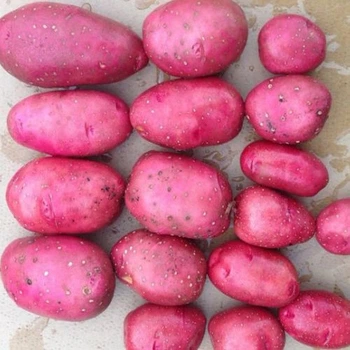 Насіннєва рання картопля "Торнадо" (1 репродукція, універсального призначення) 1кг LeGarden