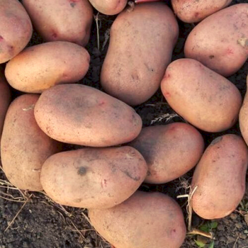 Семенной картофель "Словянка" (1 репродукция, для жарки, запекания, супов) 1 кг LeGarden