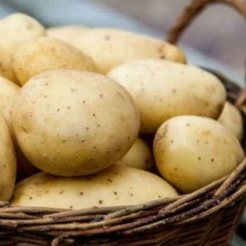 Семенной раннеспелый картофель "Эрроу" (Элита, универсального назначения) 1кг LeGarden