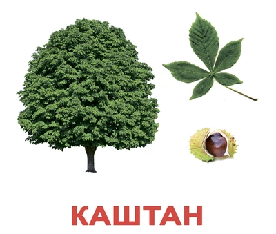 Карточки Деревья
