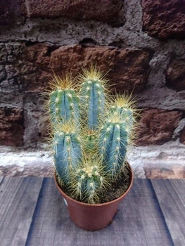Кактус Пилозоцереус толстоветвистый Pilosocereus pachycladus