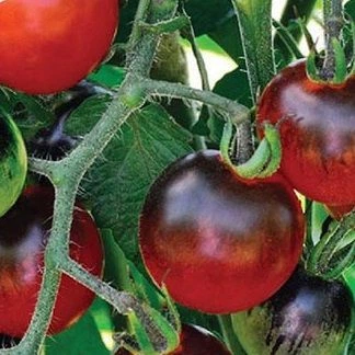 Семена томатов Satimex Найт рейн 0.1 г