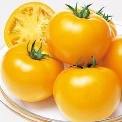 Семена томатов Takii Seeds Тойо f1 (маматаро голд f1,ti–169 f1) 250 семян