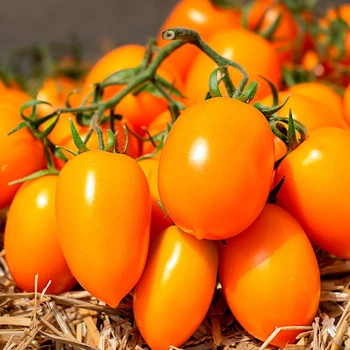 Насіння томату Kitano Seeds КС 1430 F1 8 насінин