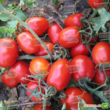 Семена томатов Kitano Seeds Дерика f1 (ks 720 f1) 1000 семян