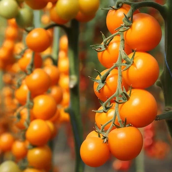 Семена томатов Kitano Seeds Кс 1549 f1 100 семян