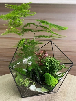 Флораріум із сукулентів h 25 cm
