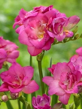 ​Клубнелуковицы фрезия розовая, 7 шт