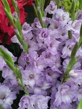 ​Бульбоцибулини гладіолуса Мілка (Milka) 3 шт