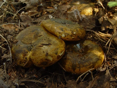 Мицелий Груздя чёрного, Lactarius necator 100 г