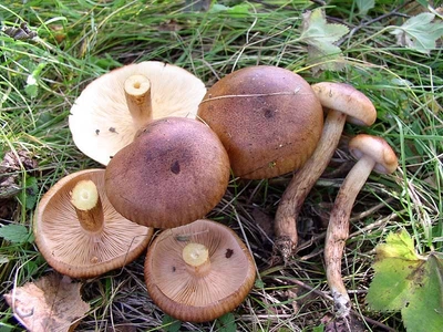 Мицелий Рядовки бурой, Tricholoma flavobrunneum 100 г