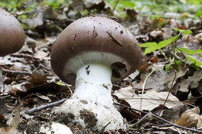 Мицелий Паутинника превосходного, Cortinarius praestans 100 г