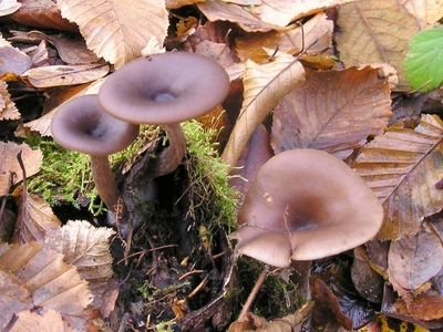 Міцелій Говорушки келихоподібної, Pseudoclitocybe cyathiformis 100 г