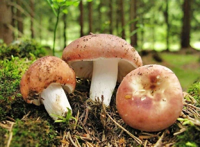 Мицелий Сыроежки пищевой (Сыроежки съедобной), Russula vesca 100 г