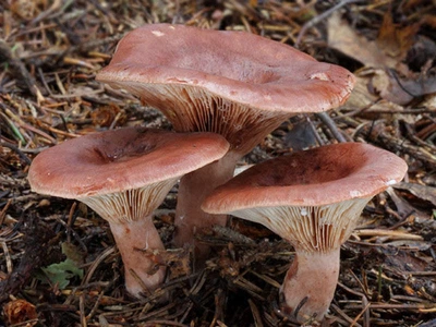 Мицелий Груздя горького (Горькушки рыжей), Lactarius rufus 100 г
