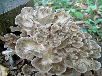 Мицелий Майтаке (Грифола курчавая), Grifola frondosa 100 г