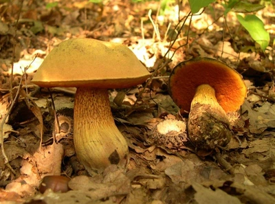 Міцелій Дубовика оливково-бурого, Boletus luridus 100 г