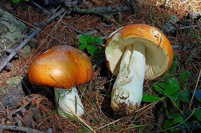 Міцелій Сироїжки сереющей (Сироїжки выцветающей), Russula decolorans 100 г