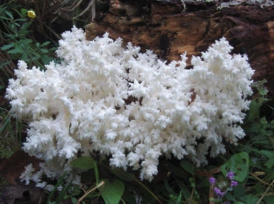 Мицелий Ежовика коралловидного, Hericium coralloides 100 г
